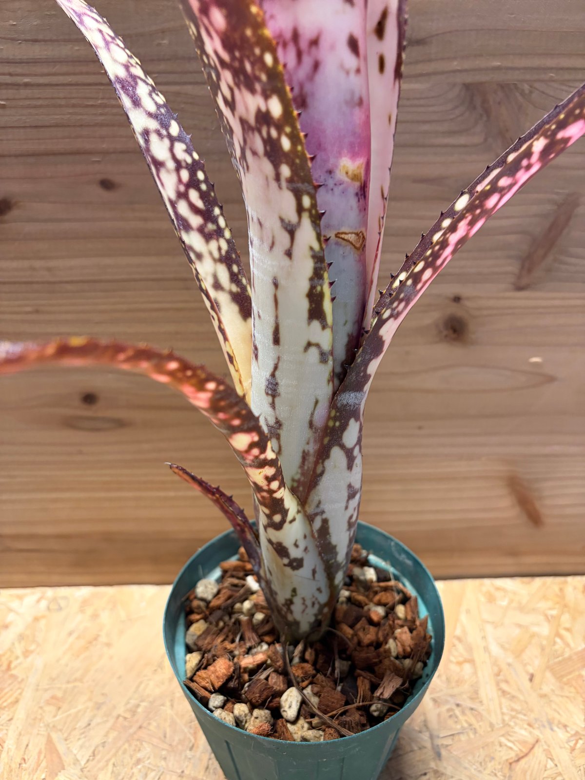 ビルベルギア 'ミッドナイトサン' | GREEN LUCK