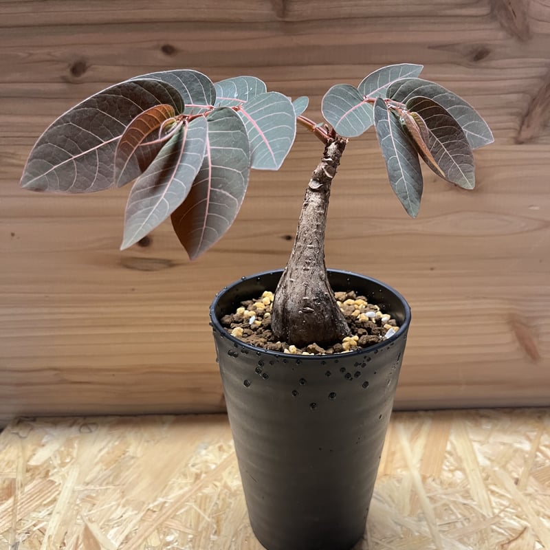 フィランサスミラビリス　超美形大株 フィランサス ミラビリス - 観葉植物・生花・ドライフラワー通販