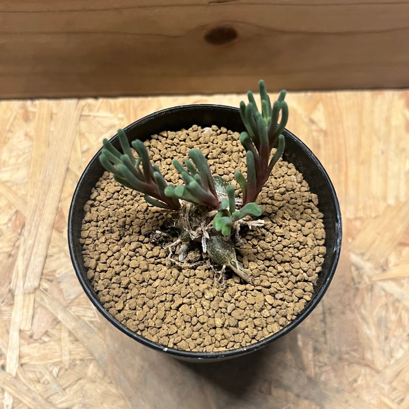 フィロボルス テヌイフロルス | GREEN LUCK