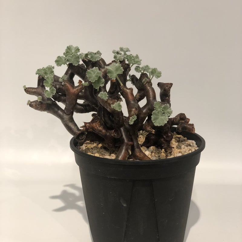 ペラルゴニウム ミラビレ | GREEN LUCK