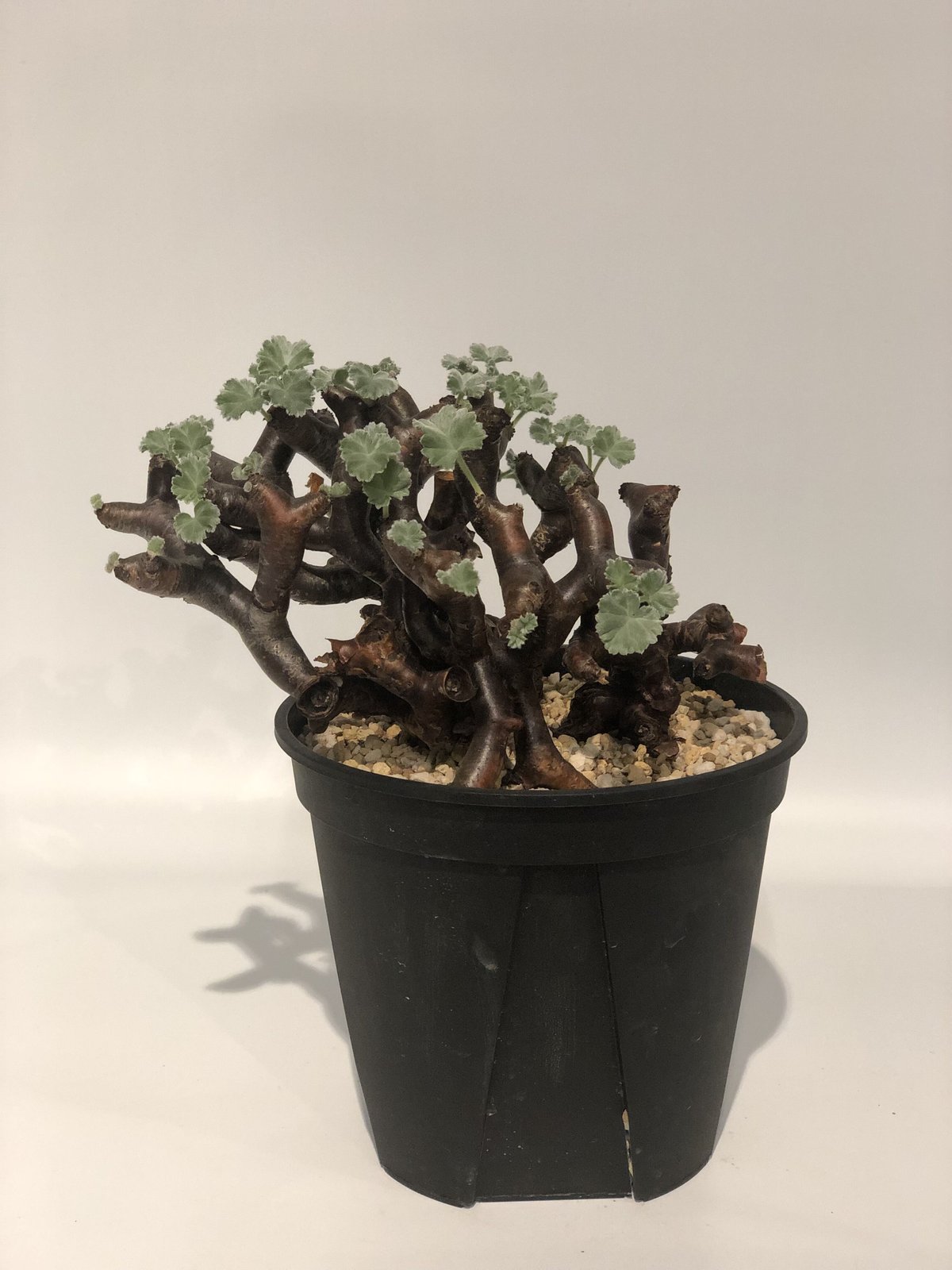 NEIGHBORHOODSRLペラルゴニウムミラビレ