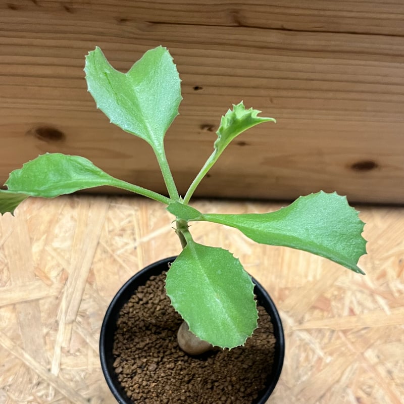 キフォステンマ ユター | GREEN LUCK