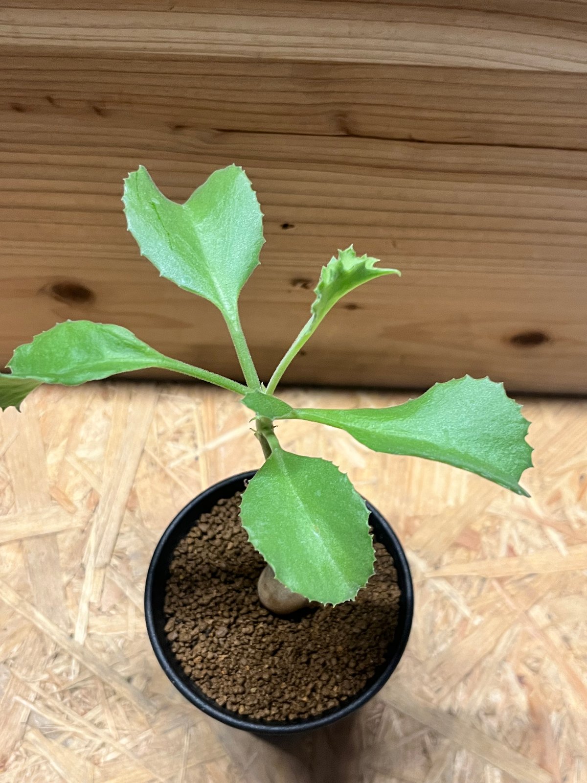 キフォステンマ ユター | GREEN LUCK