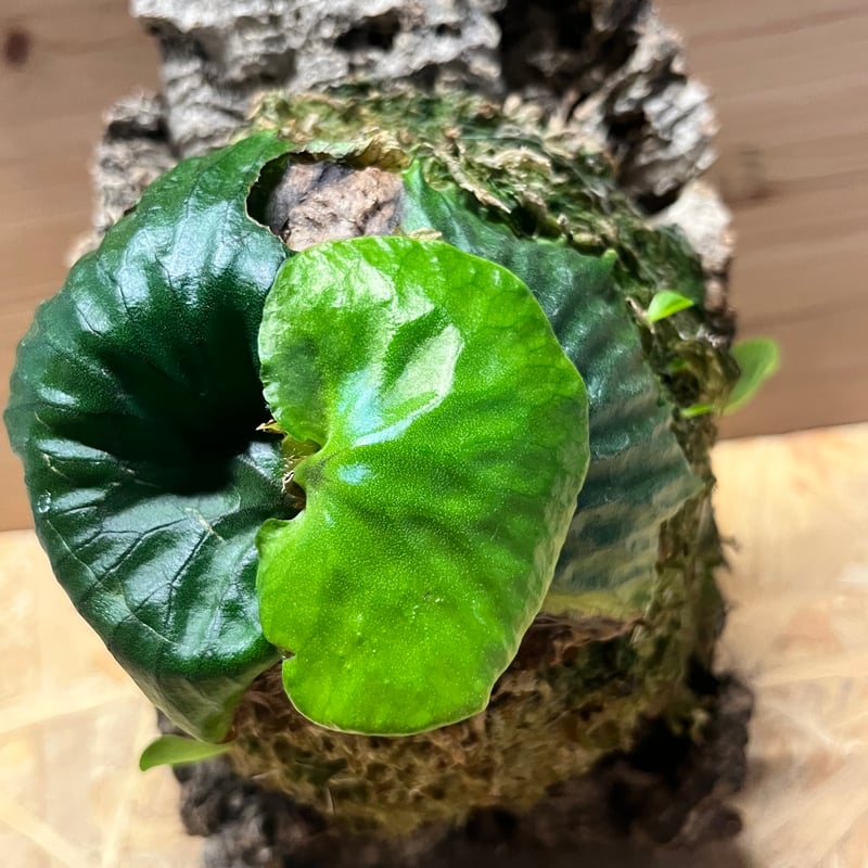 ビカクシダ マダガスカリエンセ | GREEN LUCK