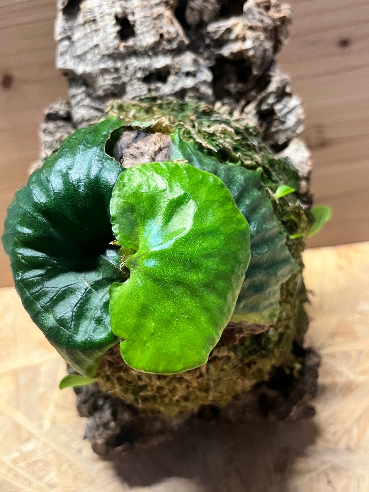 ビカクシダ マダガスカリエンセ | GREEN LUCK