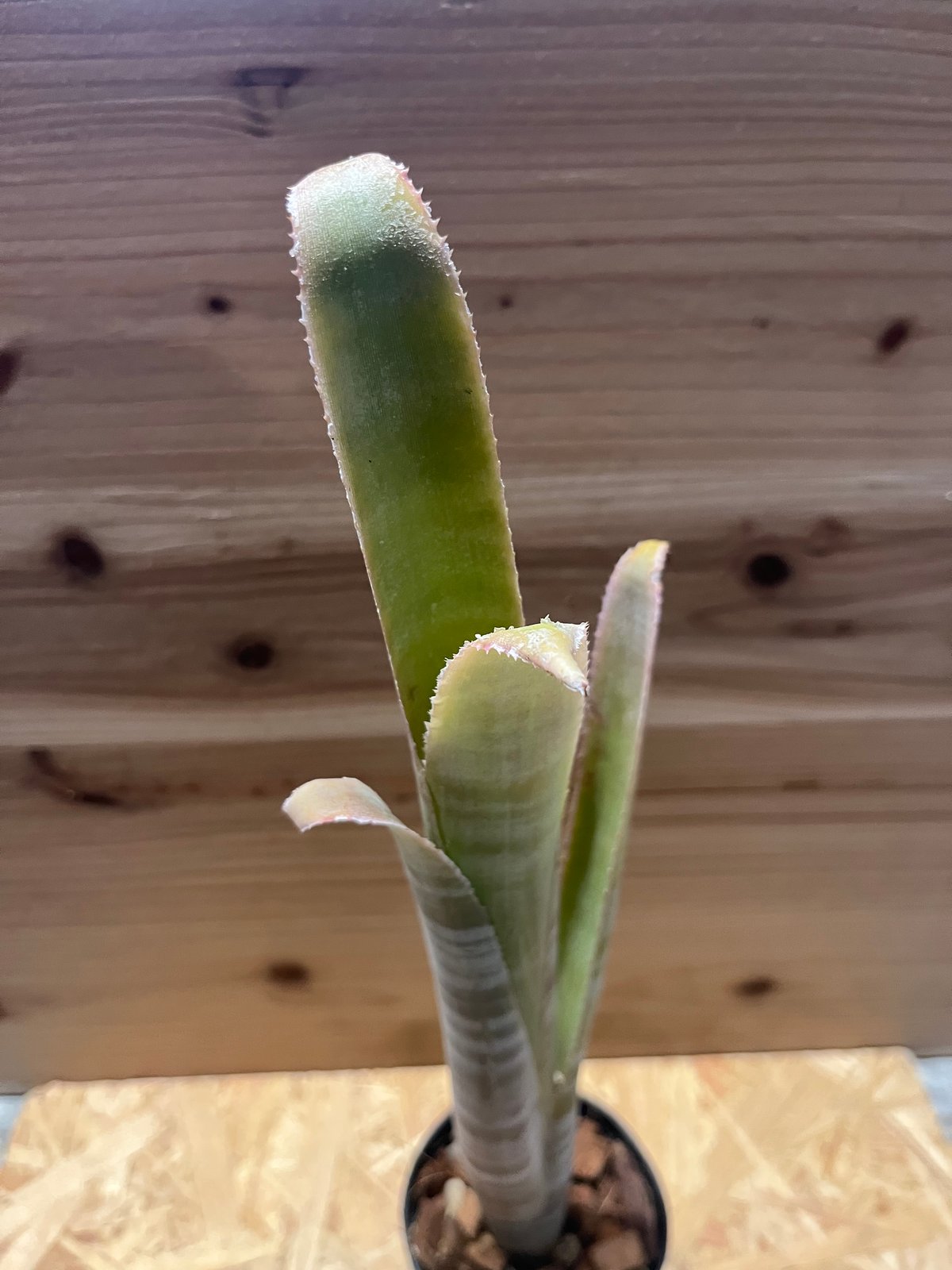 ビルベルギア ブラジリエンシス | GREEN LUCK