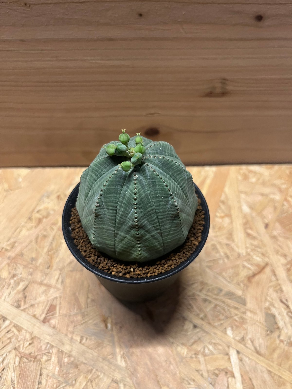 ユーフォルビア・オベサ 雌株/伝市鉢入り ユーフォルビア・オベサ