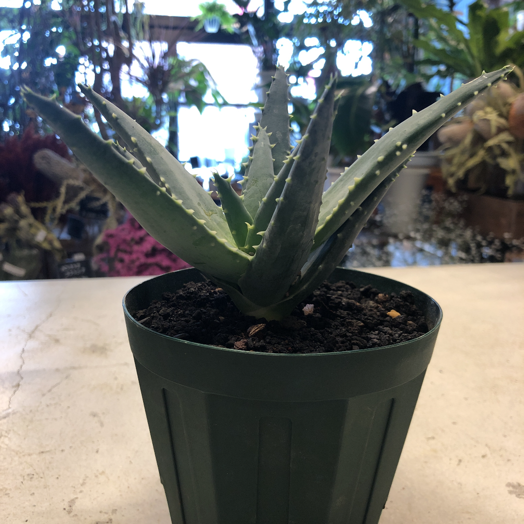 アロエ・ピランシー Aloe p種子100粒 2026年7月27号入荷の種子です アロエ ピランシー | GREEN LUCK