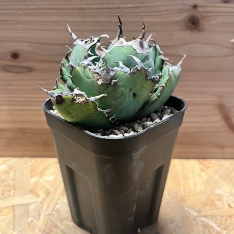 アガベチノチタ　白鯨 アガベ チタノタ 白鯨 / Agave titanota 'White Whale' #39