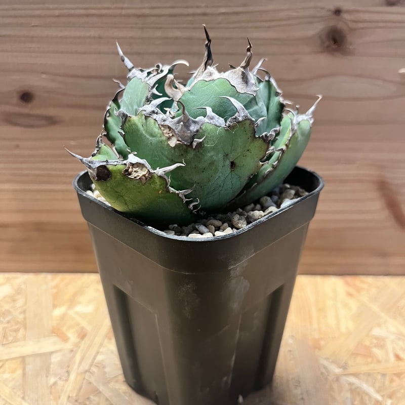 アガべ チタノタ '白鯨' | GREEN LUCK