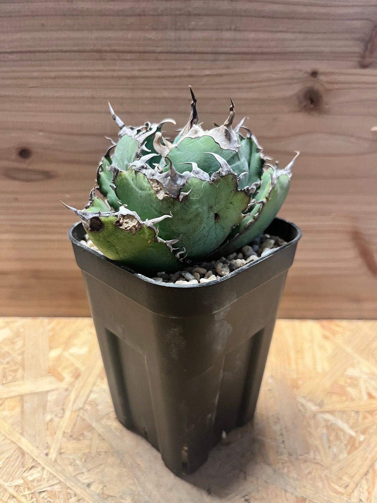 アガべ チタノタ '白鯨' | GREEN LUCK