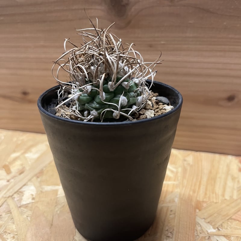 牙城丸　ツルビニカルプス　サボテン　昇竜丸黒王丸 ツルビニカルプス 牙城丸 | GREEN LUCK