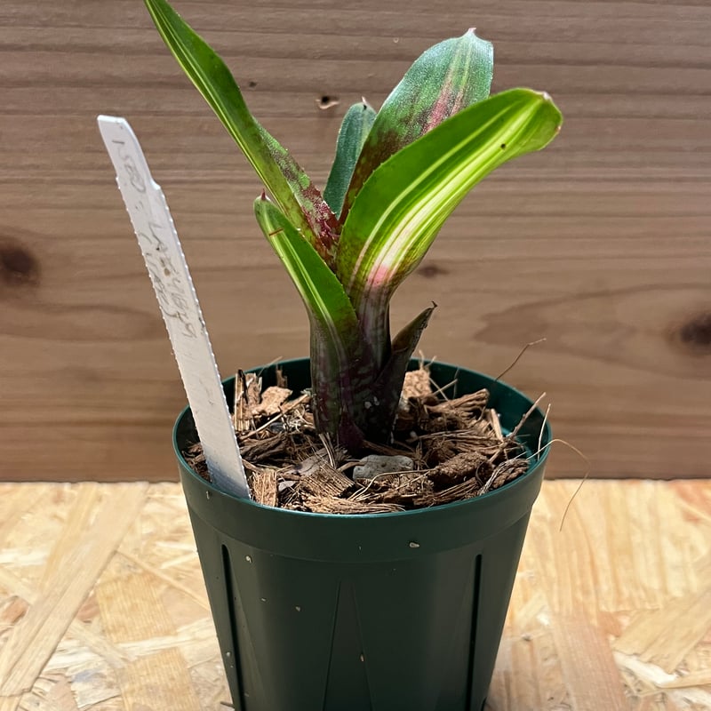 ネオレゲリア レディバグ | GREEN LUCK