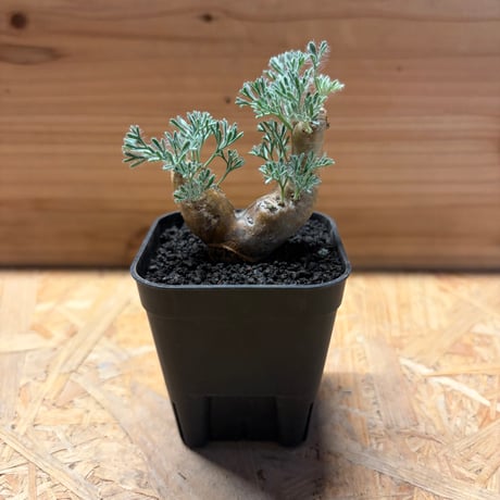 モンソニアムルチフィダ | STORES