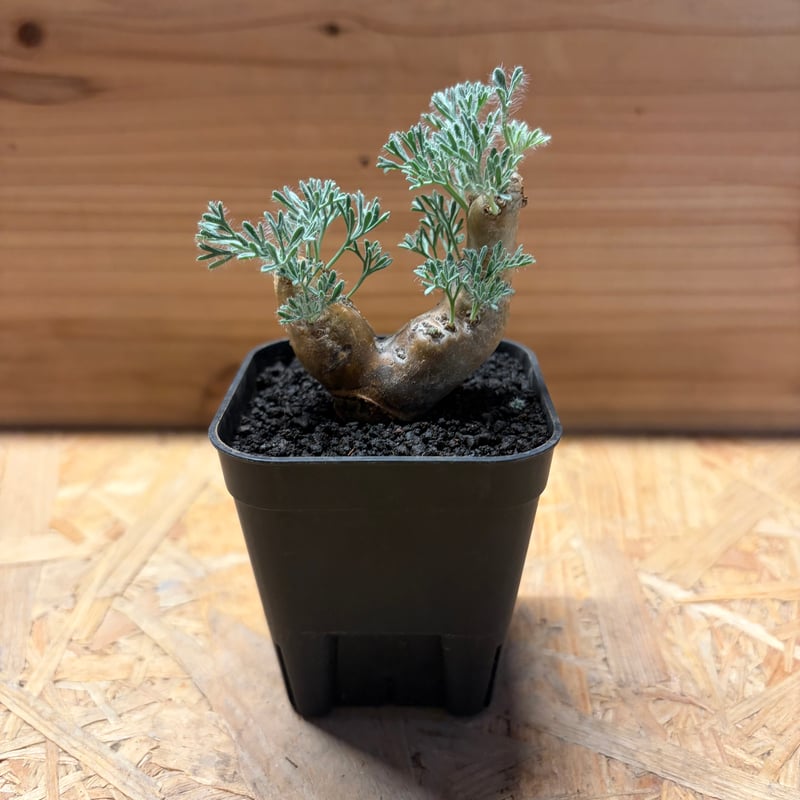 モンソニア ムルチフィダ | GREEN LUCK