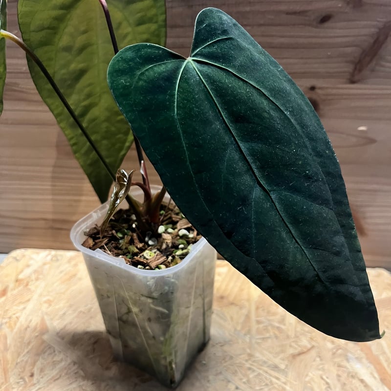 アンスリウム sp.nov DF×エースオブスペード | GREEN LUCK