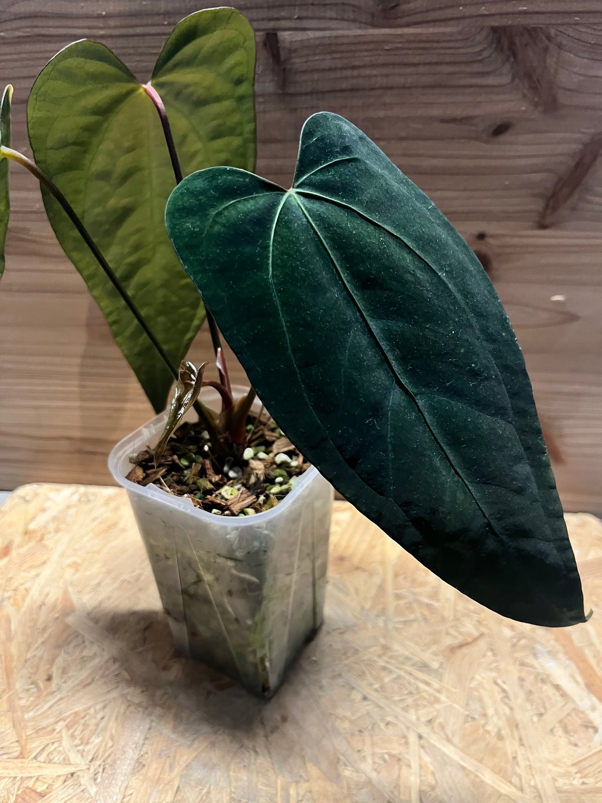 アンスリウム sp.nov DF×エースオブスペード | GREEN LUCK