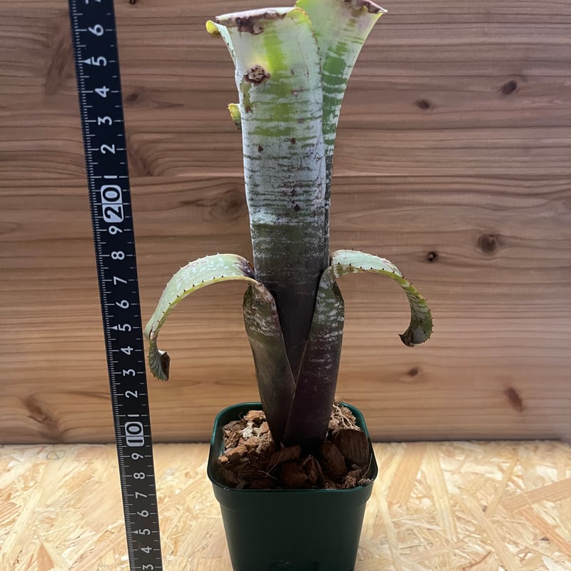 エクメア ヌディカウリス シルバーストリーク | GREEN LUCK