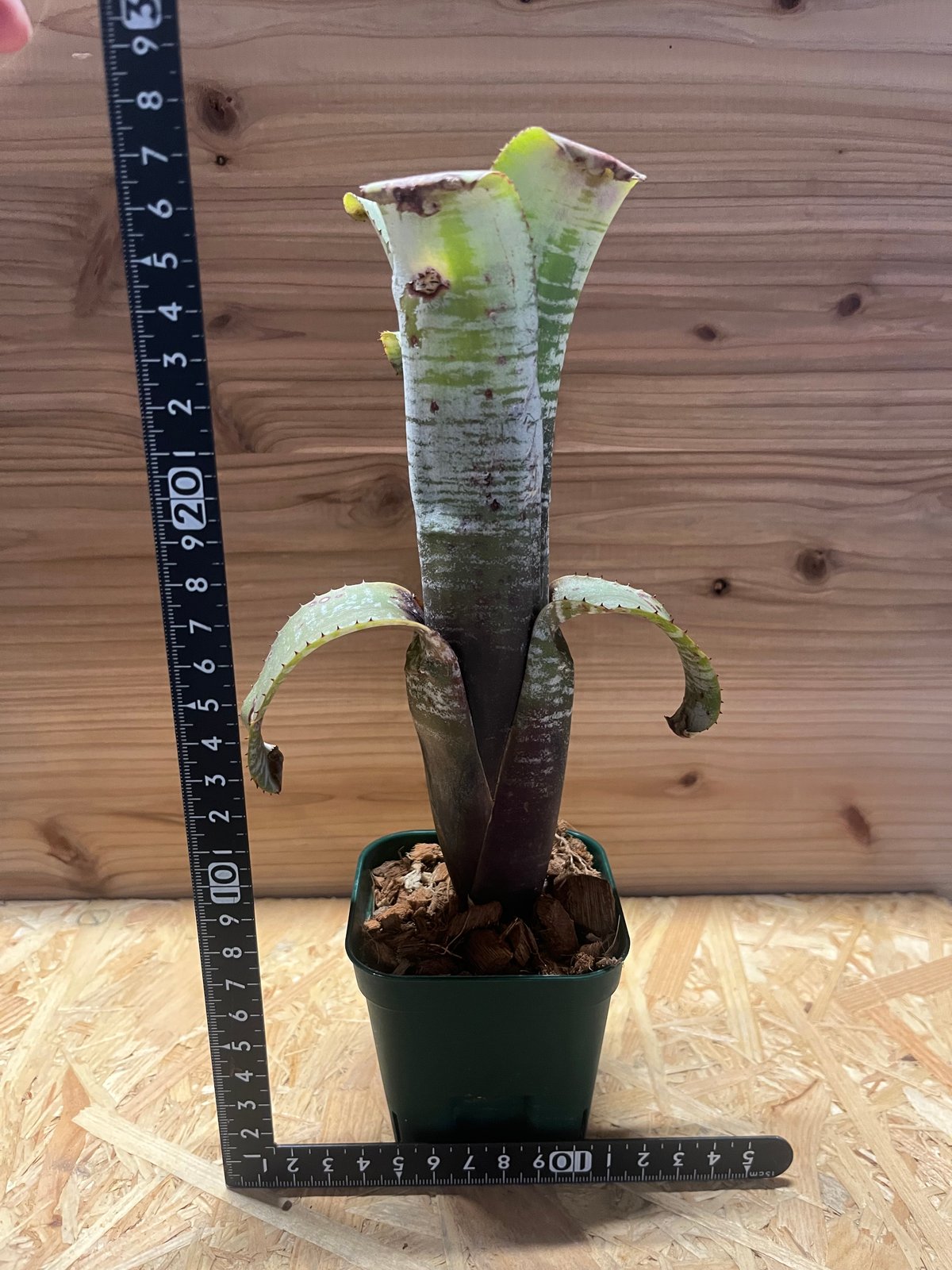 エクメア ヌディカウリス シルバーストリーク | GREEN LUCK