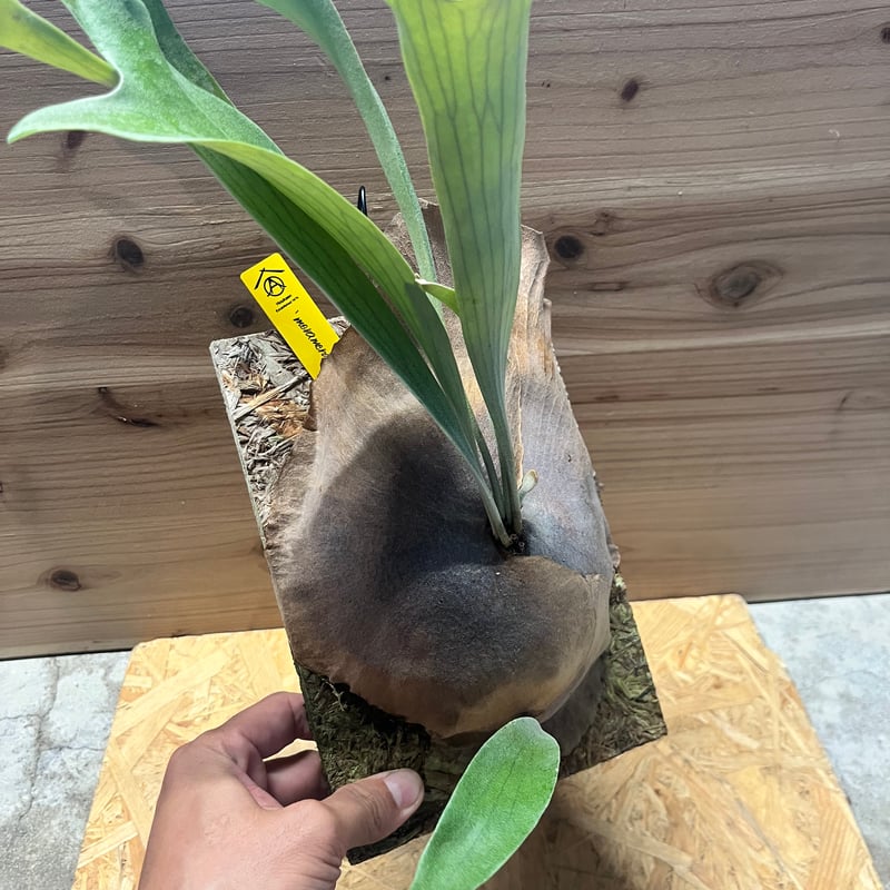 ビカクシダ メラメラ | GREEN LUCK