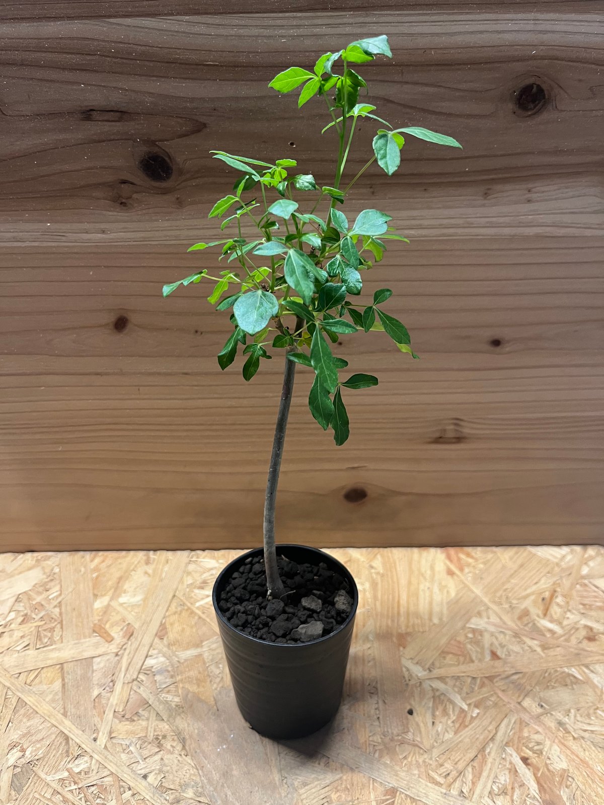 コミフォラ アフリカーナ 大株 0734c77181b1c33b30bf566b146127