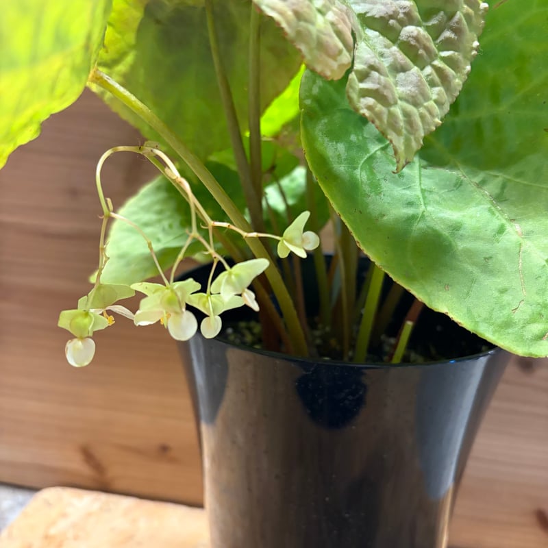 ベゴニア フートエンシス | GREEN LUCK