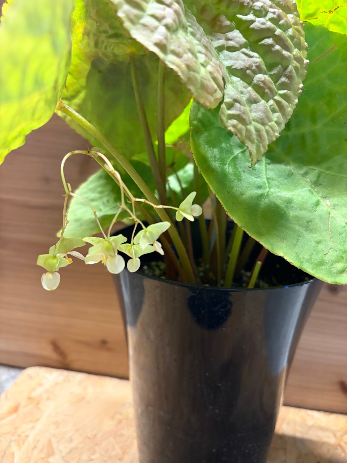 ベゴニア フートエンシス | GREEN LUCK