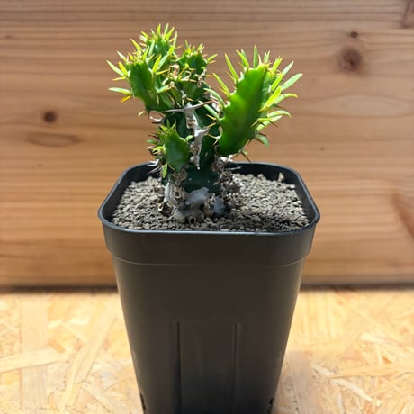 ユーフォルビアムランジーナ　現地球　Euphorbia mlanjeana ② ユーフォルビアムランジーナ | STORES