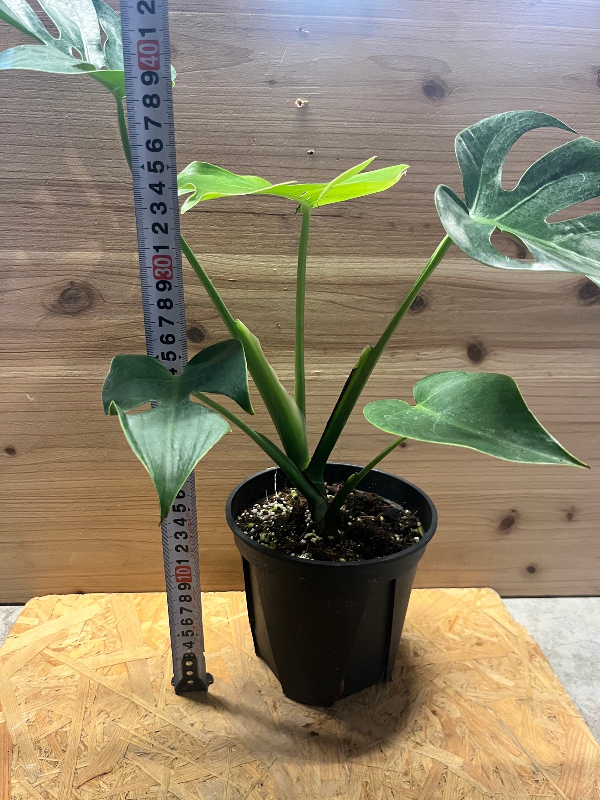 モンステラ・デリシオーサコンパクタ モンステラ・デリシオーサ 'コンパクタ' 2寸ポリポット – RARE PLANTS