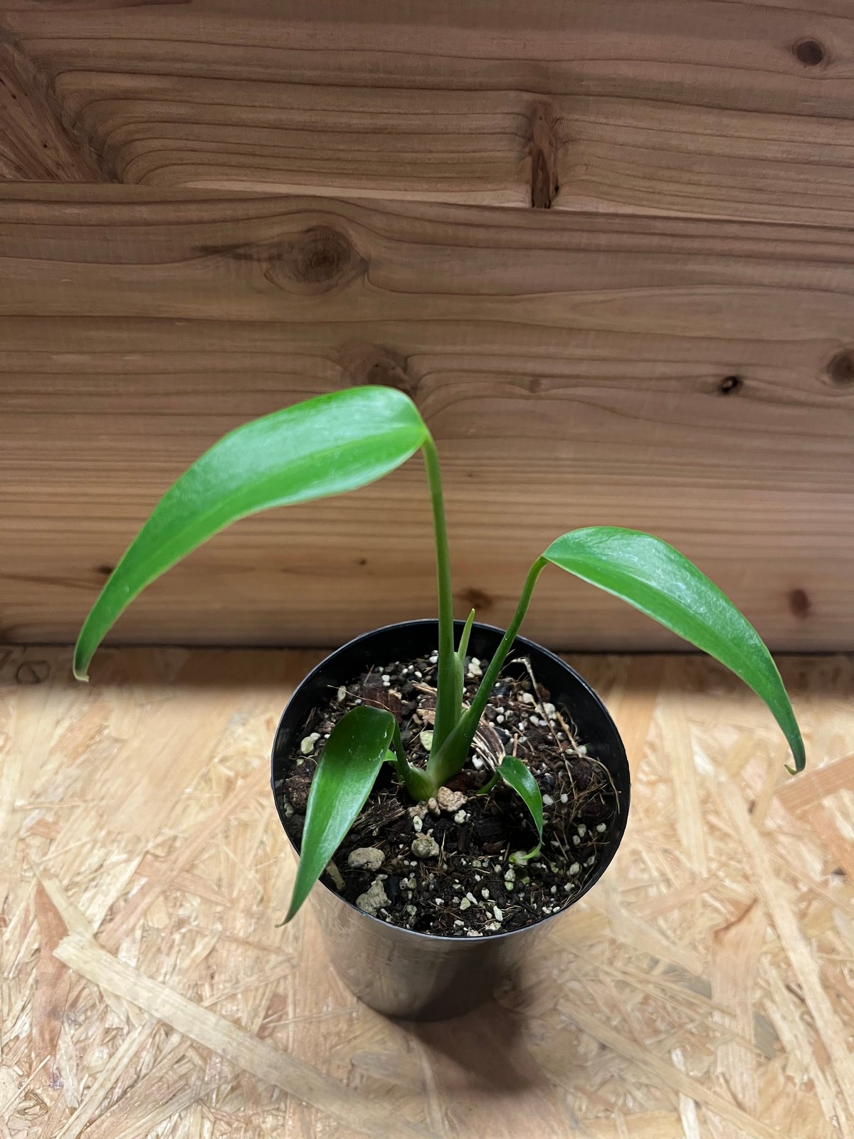 モンステラ ディラセラータ バールマルクスフレーム | GREEN LUCK