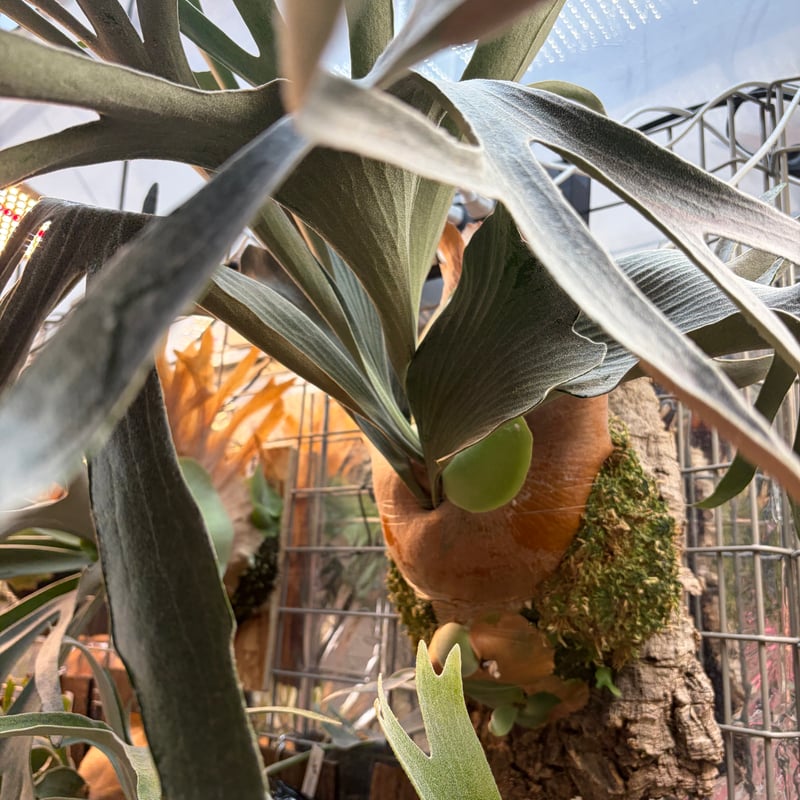 ビカクシダ FSQ デラロッチャ | GREEN LUCK