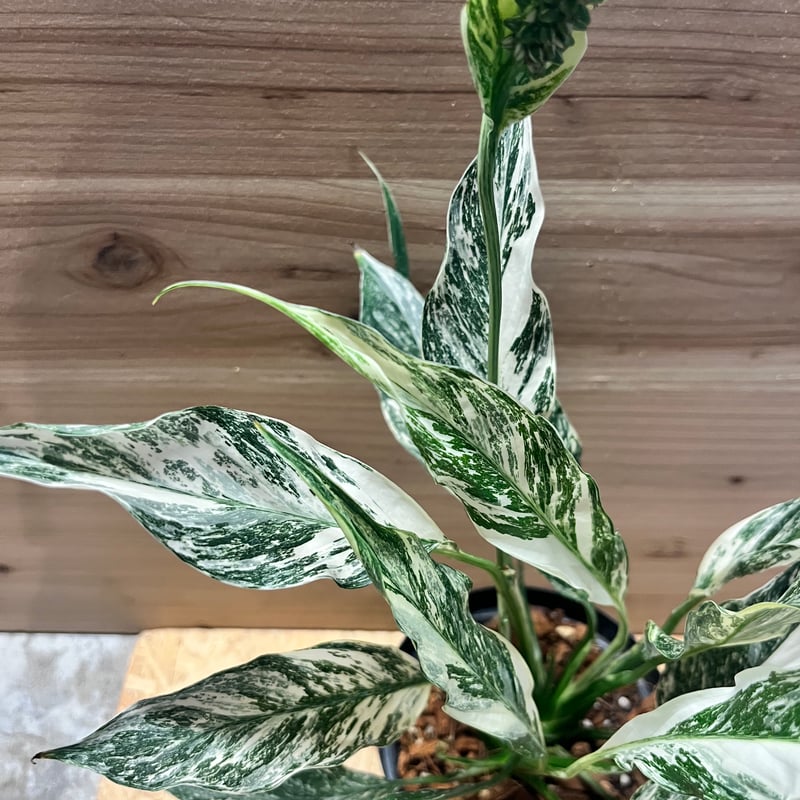 スパティフィラム sp. 斑入り | GREEN LUCK