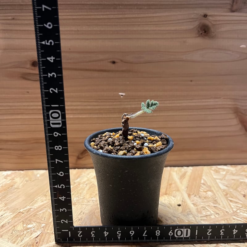 ペラルゴニウム トリステ 根差し | GREEN LUCK