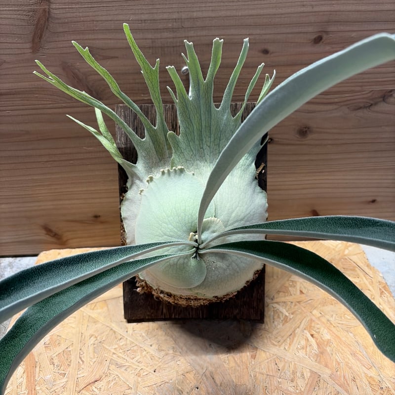 big sale様　ご確認用ページ　ビカクシダ ビカクシダ ベイチー ワイルド | GREEN LUCK