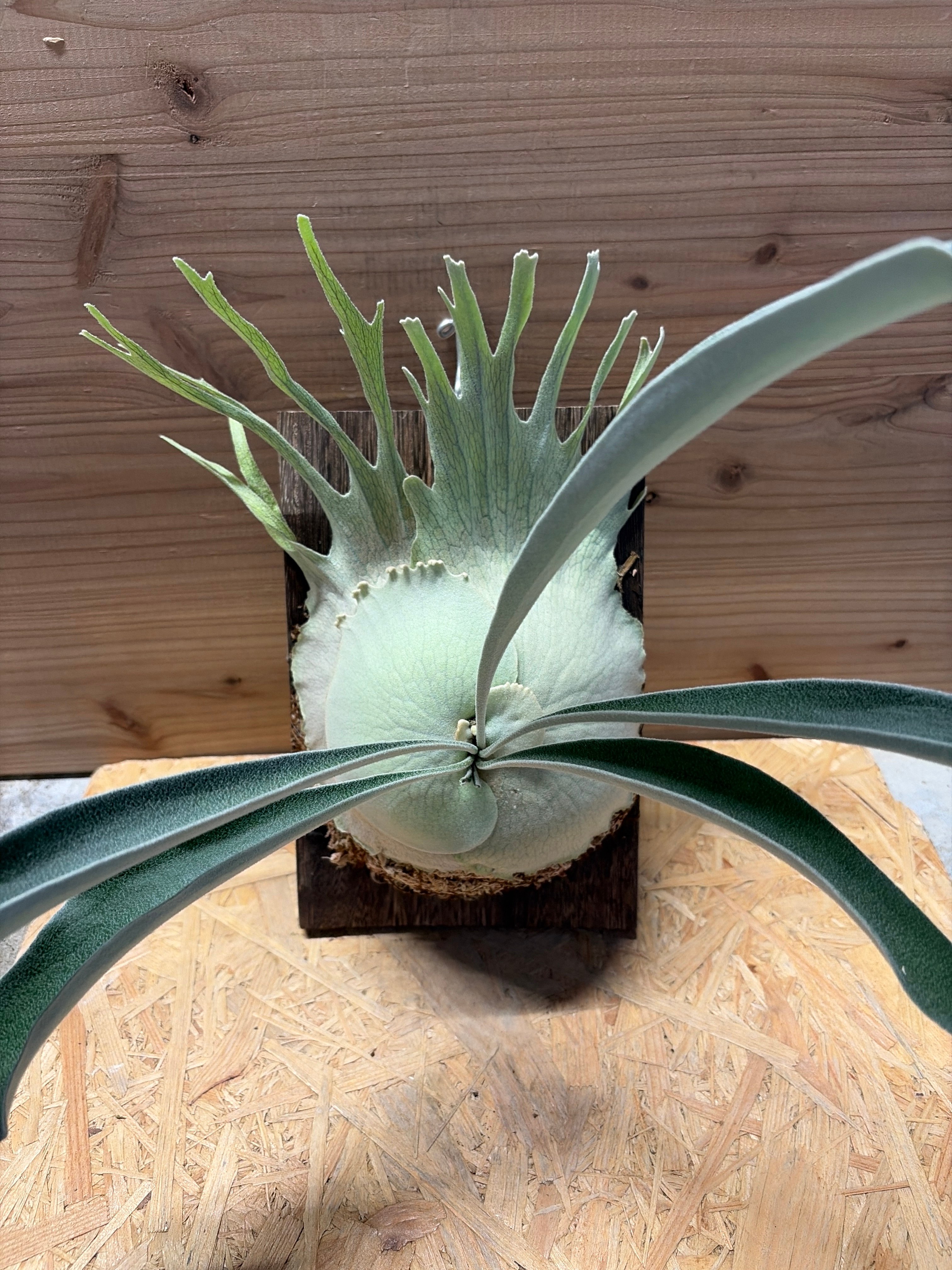 Platycerium veitchiiビカクシダ　ベイチーワイルド直子株 original