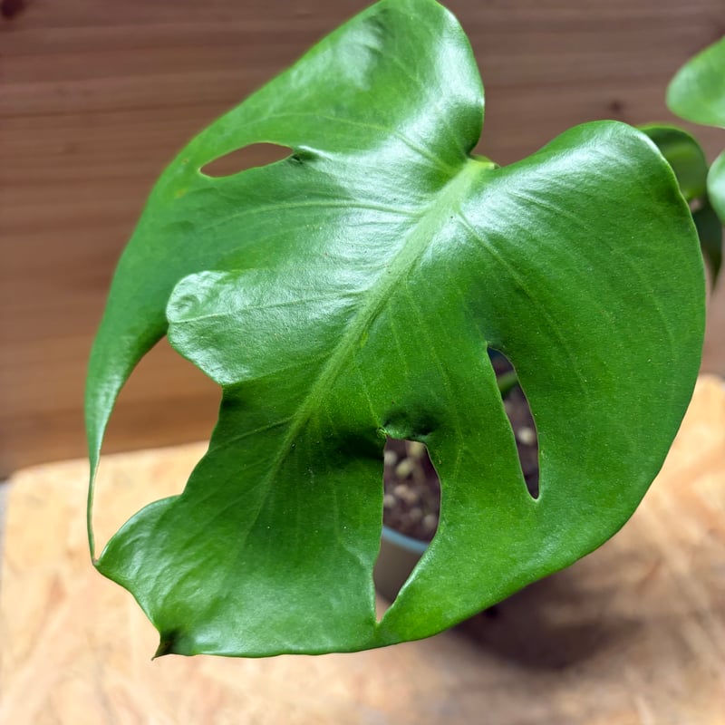 モンステラ デリシオーサ 実生変異 | GREEN LUCK