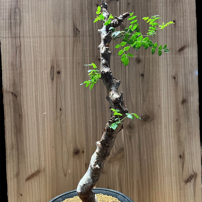 コミフォラ★モンストローサ コミフォラ モンストローサ | hanayoshi-botanical