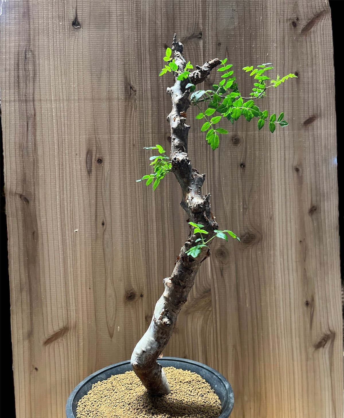 コミフォラ モンストローサ | GREEN LUCK