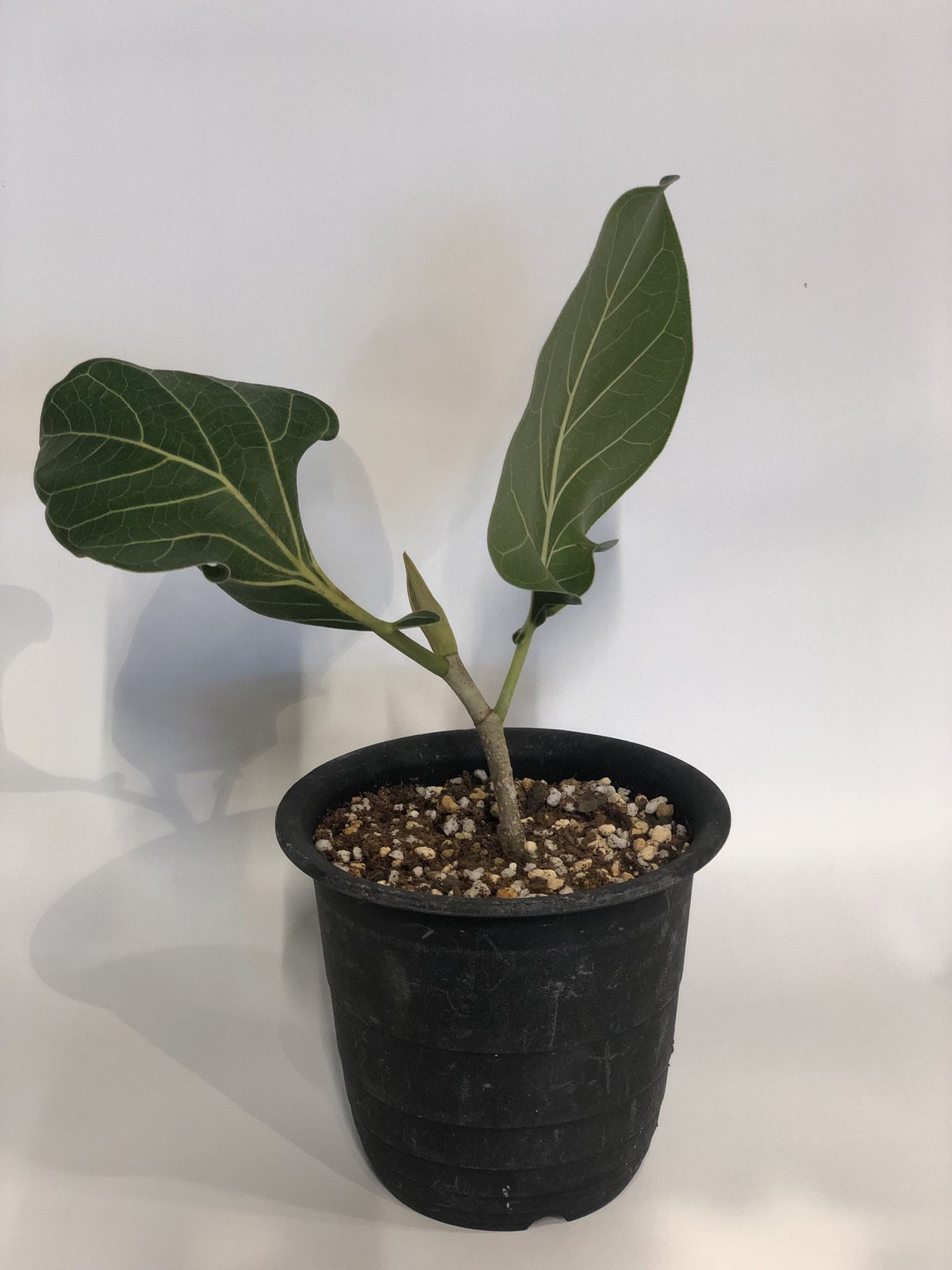 フィカス クリシュナボダイジュ | GREEN LUCK