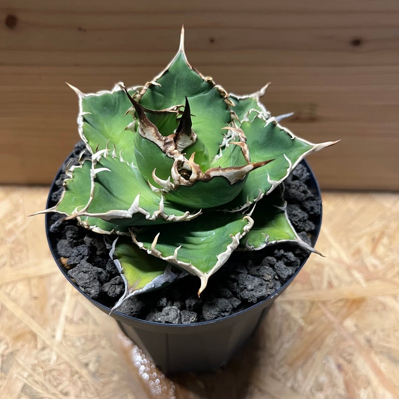 アガベ チタノタ ウリエル実生 | GREEN LUCK