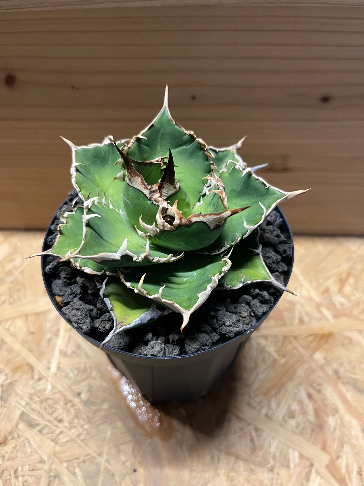 アガベ　ウリエル実生 アガベ ウリエル実生 オアハカオテロイ 選抜個体① | Heartplants