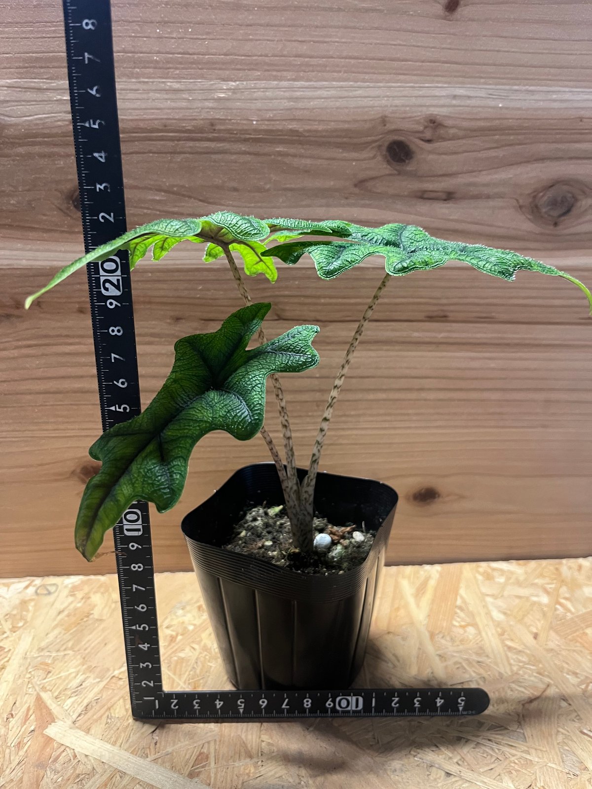 アロカシア ジャクリン | GREEN LUCK