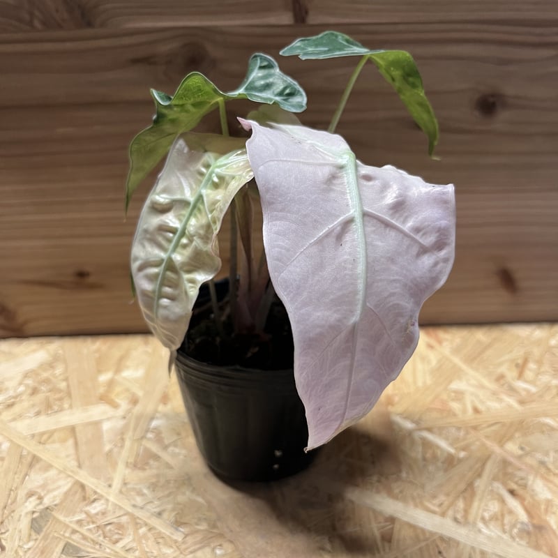 アロカシア アマゾニカ バリエガータ | GREEN LUCK