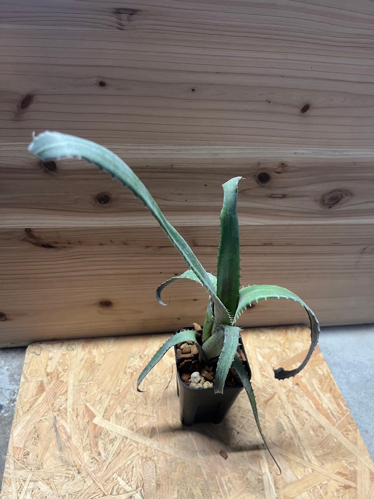 エクメア トカンティナ | GREEN LUCK