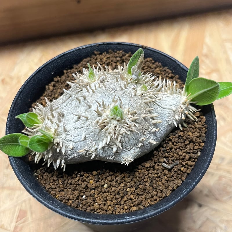 79.パキポディウム 恵比寿笑い パキポディウム 恵比寿笑い2 | STELLA.PLANTS