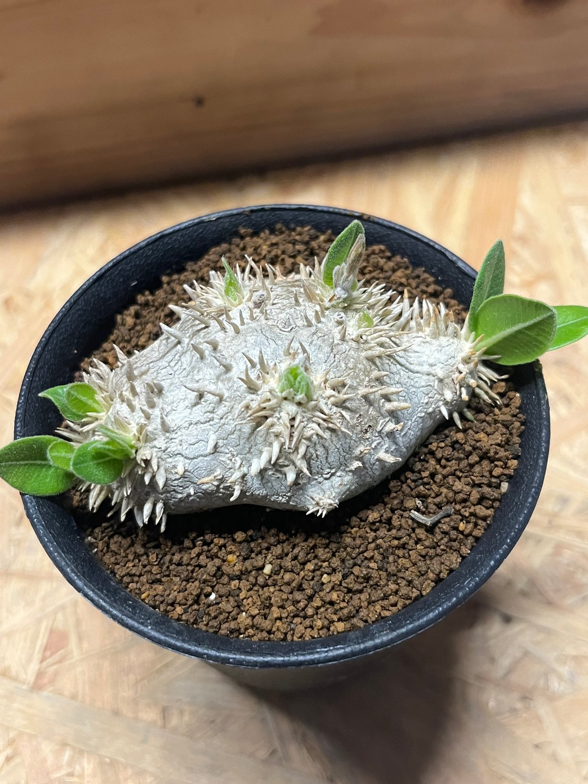 パキポディウム 恵比寿笑い Pachypodium brevicaule ④ 現品限り】パキポディウム・ブレビカウレ 恵比寿笑い【E104