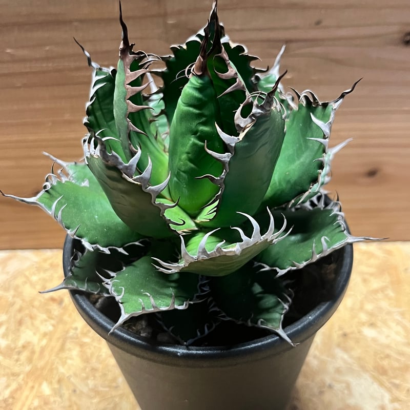 アガベ ホリダ | GREEN LUCK