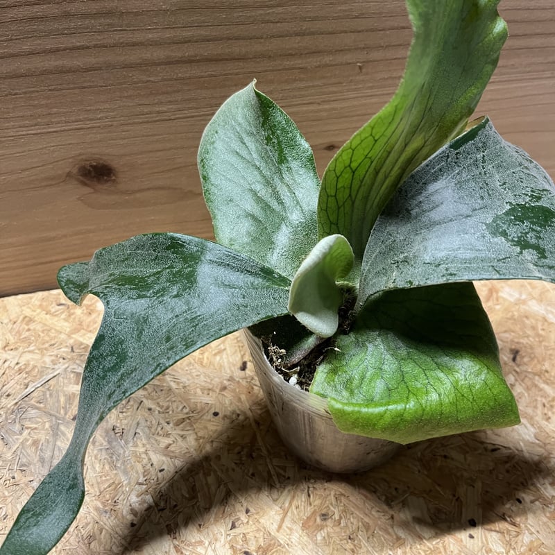 ビカクシダ ステマリア | GREEN LUCK