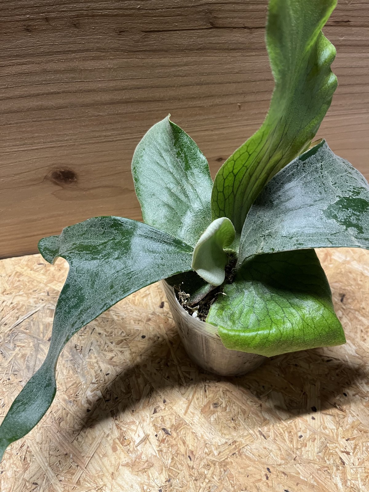 ビカクシダ　ステマリア ビカクシダ ステマリア | GREEN LUCK