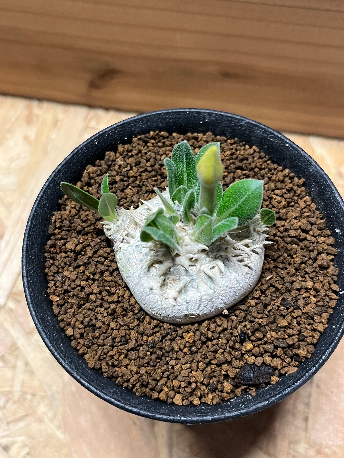 パキポディウム ブレビカウレ 恵比寿笑い | GREEN LUCK